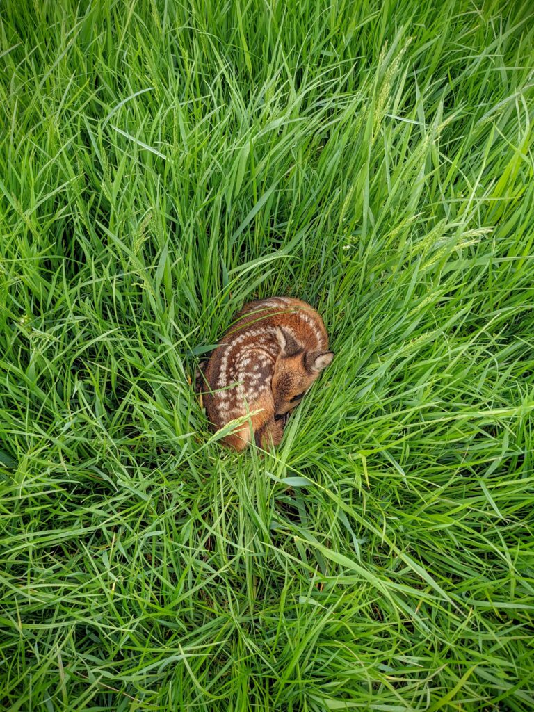Rehkitz liegt im Gras