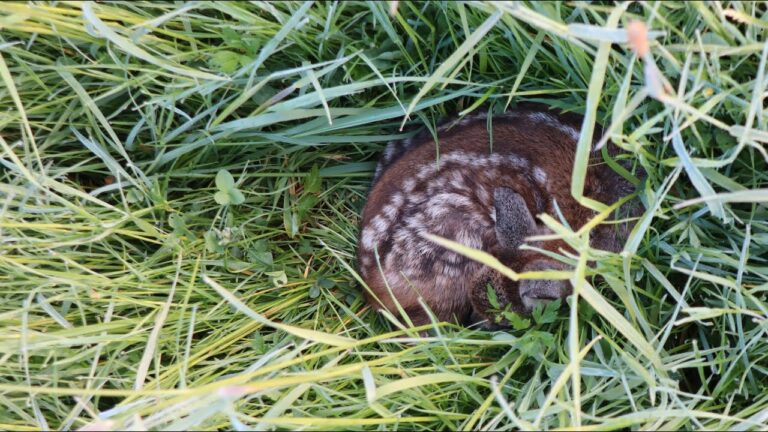 Rehkitz liegt zusammengerollt im Gras
