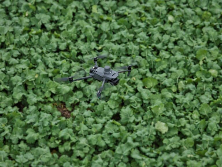 DJI Mavic Drohne über Rapsfeld