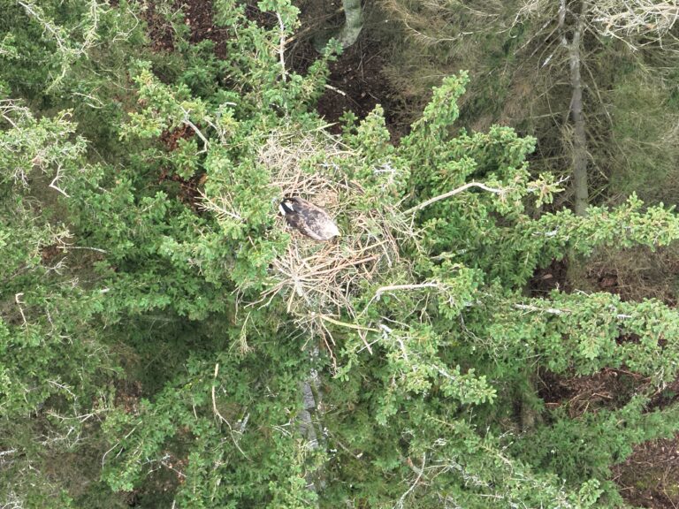 Luftaufnahme eines Seeadler-Horstes in einem Baum mit Altvogel, der im Horst sitzt.